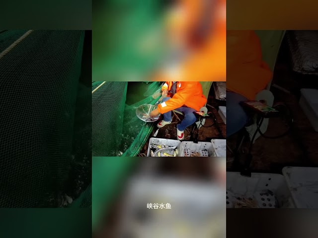 這下可以叫大魚了吧，超大鱸魚03#户外 #户外捕鱼 #大海的馈赠 #熱門 #shorts