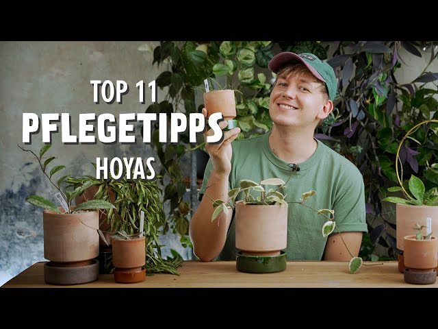 Bringt Stress mehr Blüten? DAS sind meine 11 besten Pflegetipps für deine Hoya! (Porzellanblume)