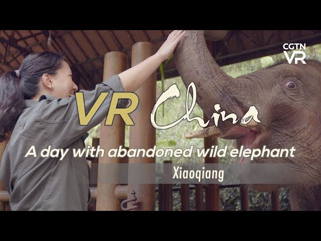 A day with orphaned wild elephant Xiaoqiang in China