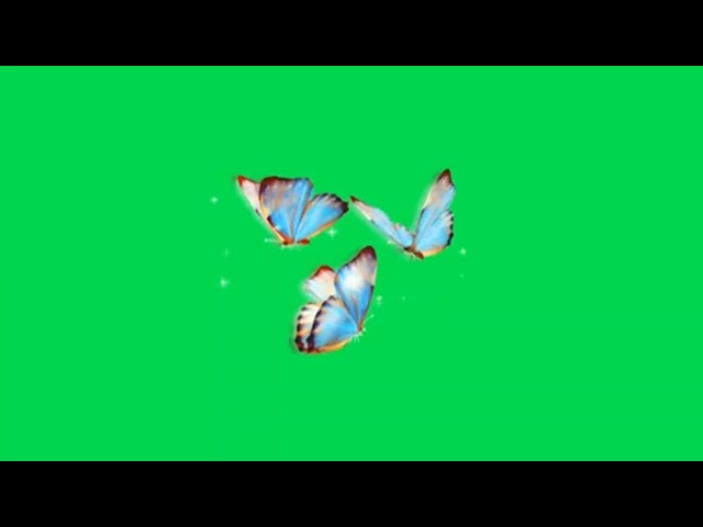 Butterfly green screen #greenscreen #butterfly