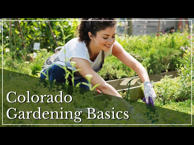 Colorado Gardening Basics | Gardening in Colorado | How to Grow a Garden | Gardening Tips