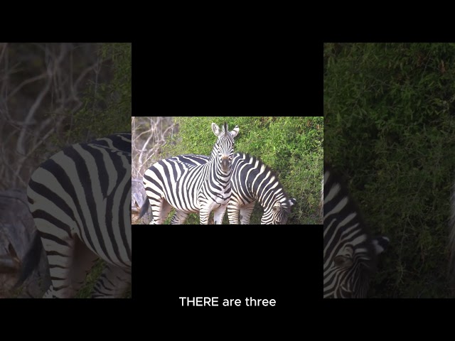 5 Fascinating #facts  About #Zebras #nature #animalfacts #fun videos #funfacts