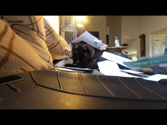 VR180 - Ninja the Cat Attacked by Envelopes