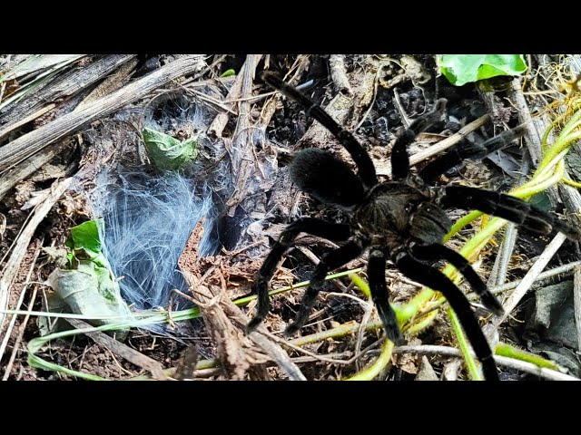 observing super black and poisonous tarantulas in nature