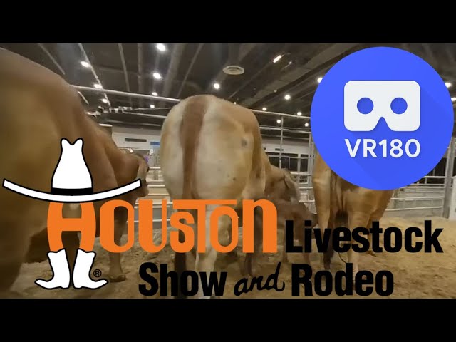 Bovines in 3D at the 2020 Houston Livestock Show, VR180, NRG Center - Houston, Texas