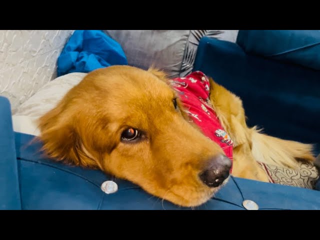 🐶fendy udas ho gya  uske baad dance kiya ?  ❤️#youtube # golden Retriver # Gsd