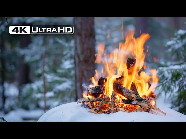 4K 📺 Silent Winter Campfire deep in a Forest 🌲Soothing Sounds