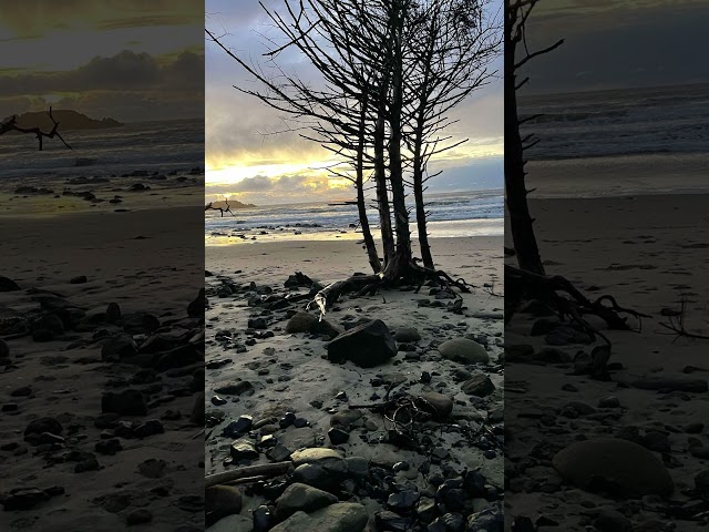 #wellerman#pnw#deadtree#saltlife#cliffhouse#oregoncoast#coast#seashanty#pirates