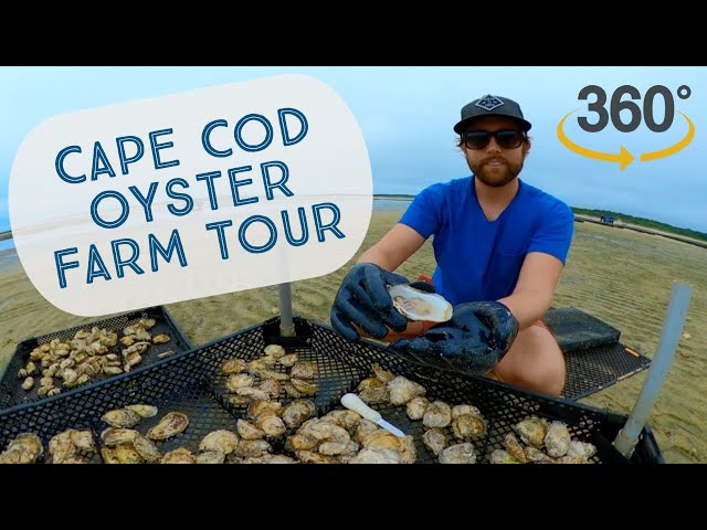 Cape Cod Oyster Farm Tour In 360°