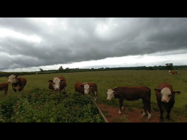 Cows in a field VR180 Lenovo Mirage Solo Camera