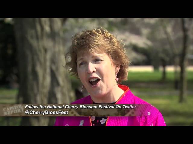 Capitol Report: The National Cherry Blossom Festival Centennial