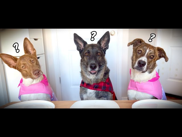 Ultimate Dog Taste Test #5: Hazel & Walnut feat. Russ