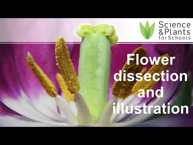 Flower dissection & scientific drawing - A-level core practical ✂️🌺✍️