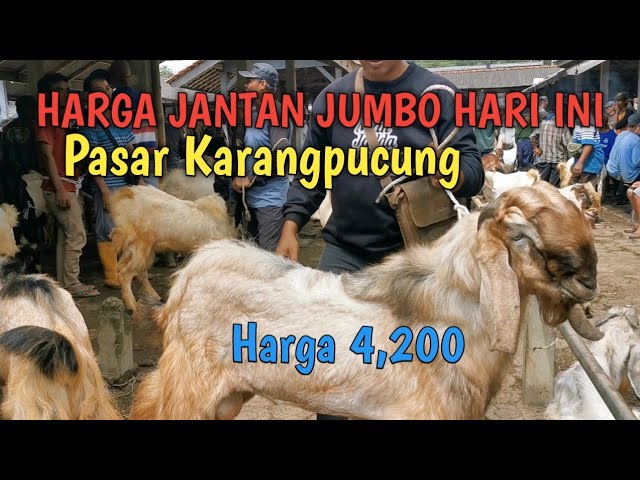 Harga kambing jantan jumbo hari ini di pasar karangpucung.