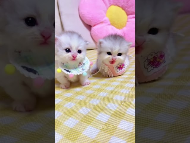 cute kitten meowing❤️😺#hellomochi #catlover #kitten #kucing #meowing #cutecat #kitty #mochicat #cat