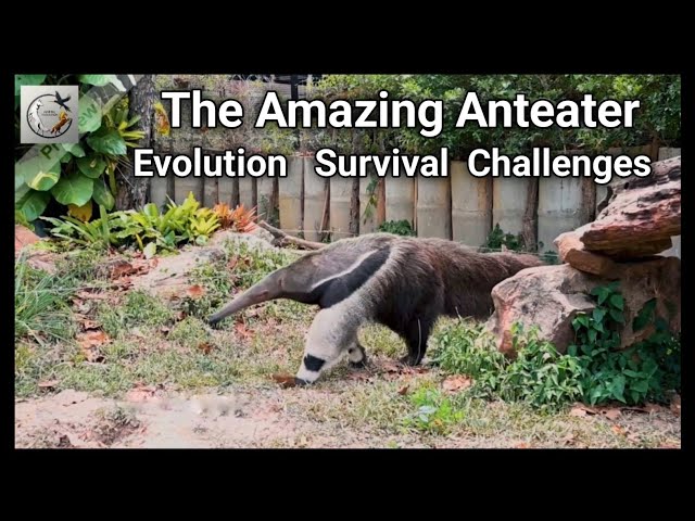 The Amazing Anteater: Evolution, Survival, and the Challenges They Face Today#anteater#giantanteater