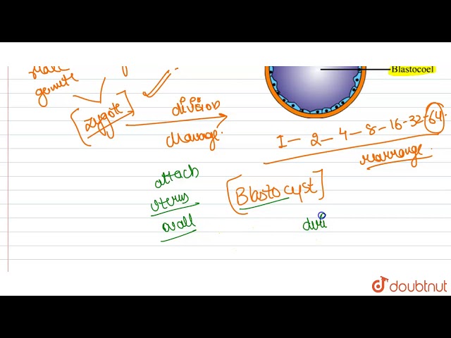 Mention the fate of inner cell mass after implantation in uterus.