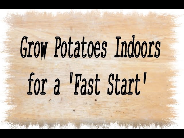 Grow Potatoes indoors for a 'Fast Start'