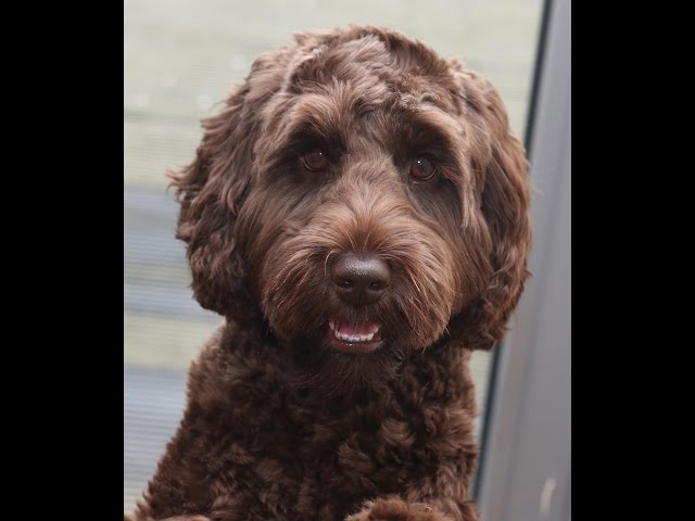 Australian Labradoodle Puppy doing Tricks