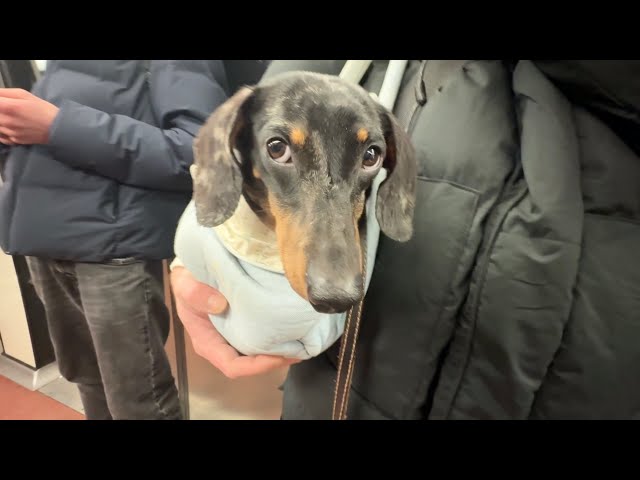 MINI DACHSHUND TAKES THE SUBWAY FOR THE FIRST TIME