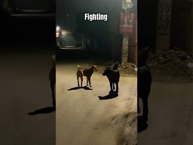 Dog Fighting #shorts #youtubeshorts #dogfight #bhotiyadog #aggressive #blackdog #dogvideo #dog #pet