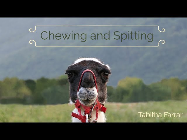 Chewing and Spitting