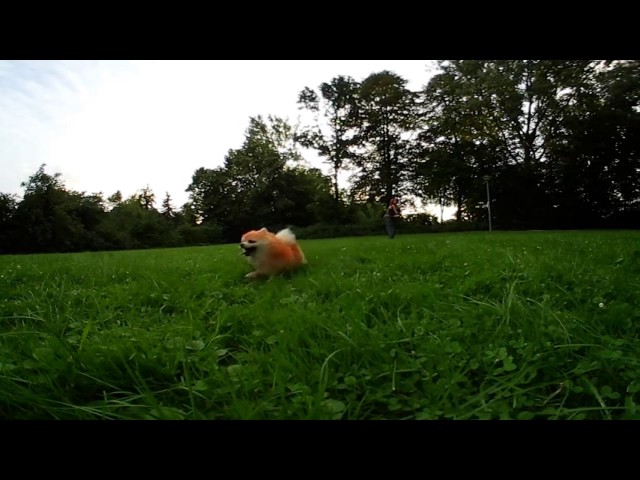 Cute pomeranian with Frisbee (Teetou) - VR 360 dog