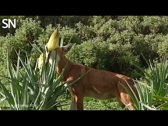 Watch an Ethiopian wolf slurp nectar from a flower | Science News