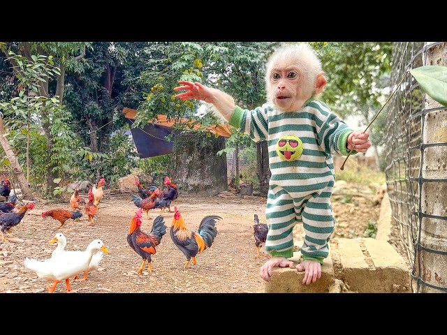 Lala has the same habit of taking care of chickens and ducks as Bibi!