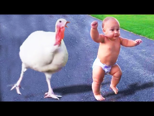 🔴[LIVE] 30 Minutes Of Videos Funniest Baby Meeting Animals - Funny Baby Video || COOL PEACHY