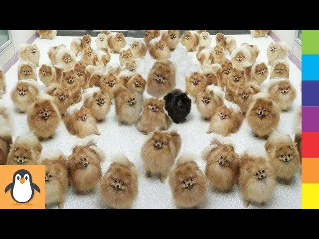 4 Pomeranian Lovers 🐱‍👤 Funny and Cute Pomeranian Dogs Videos Compilation