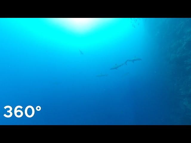 Palau dive site "BIG DROP OFF" scuba diving look around!! 360° VR