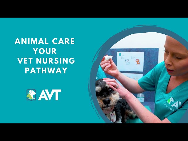 Starting your Career in Veterinary Nursing - Animal Studies Vet Nurse Pathway Course