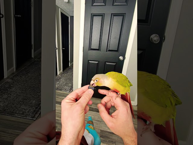 Hand Feeding My Green Cheek Conure Parrot 🦜 #parrot #pets #handfeedingbirds #greencheekconure #cute