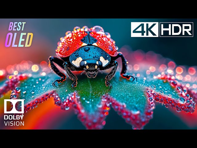 4K HDR 60 FPS | INSANE DOLBY VISION (4K Video) ULTRA HD