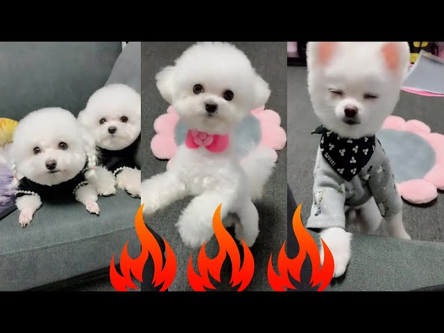 🔥Cute Funny Dog Moments Video 🧡🤣 #funnydog #cutedog