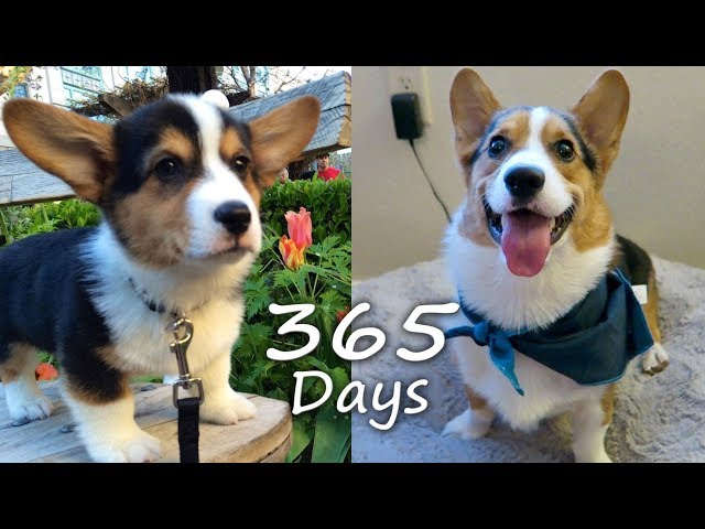 Puppyhood in 365 DAYS: A CORGI PUPPY GROWS UP!