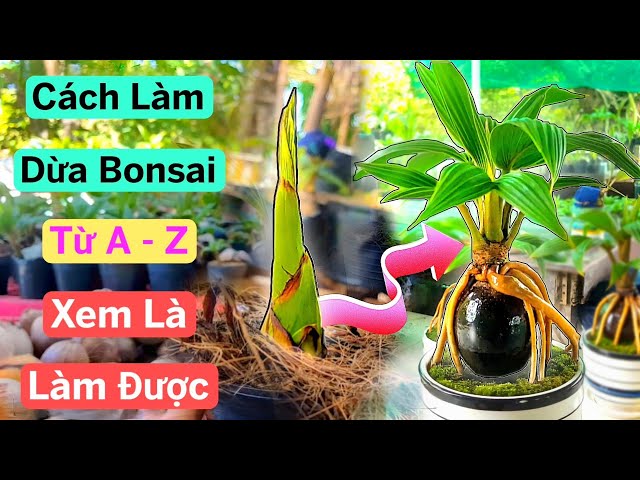 How to Make a Bonsai Coconut | bonsai Coconut Hoang Linh Vietnam