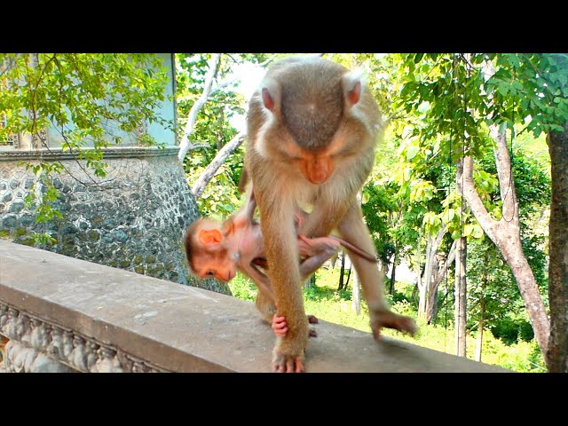 Amazing ! Baby tiny MOKEN tries to cling his mom almost fall - when mom lack take care for him pity