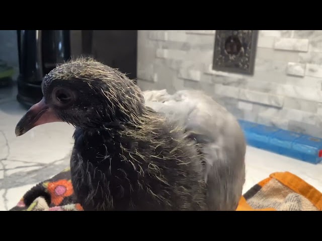 Aida the baby pigeon getting fed