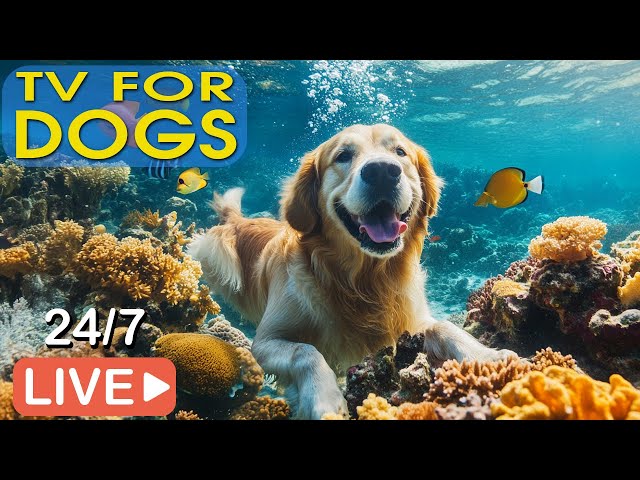 🔴[LIVE] Dog Music🐶Dog Calming Music🎵Dog Anti Separation Anxiety Relief🎵Dog Relaxing Music for Sleep💖