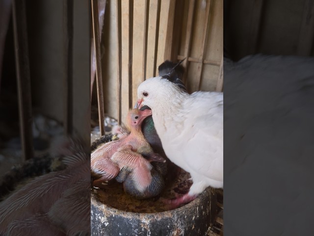 Fed #pigeon #birds #animals #pets #video #pox