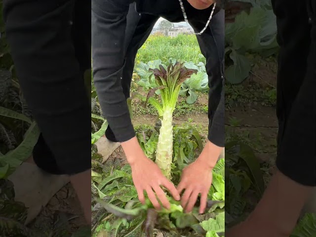 Cut vegetables #farming #enjoyrurallife #naturerurallife #vegetables #garden #rogator #shorts