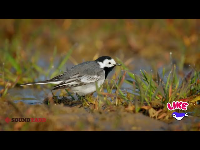 White Wagtail Song and Call - Beautiful Bird Sounds in Nature