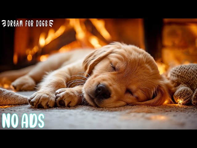 Soothing Music For Your Dog Is Healing To The Soul 🐶 Helping Your Dog Relax More 🐾