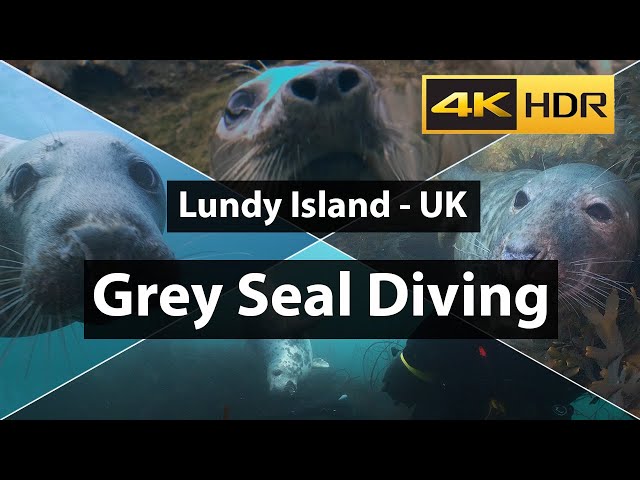 Scuba Diving with Grey Seals - Lundy Island, Devon, UK (4k) HDR, HLG - Panasonic GH5s