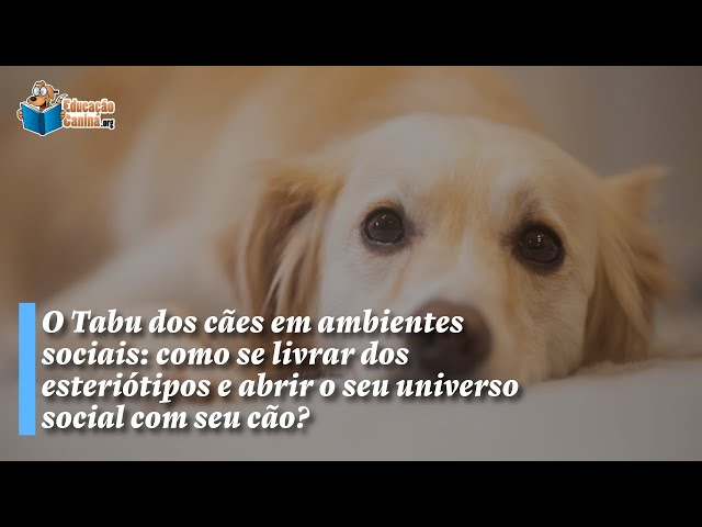 O Tabu dos cães em ambientes sociais: como se livrar dos esteriótipos?