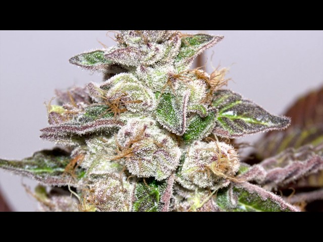 Premio Soft secret - Chica del año 2017 Mendocino purple kush.