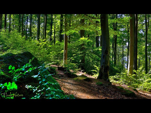 🌳 4K - Relaxing Nature Sounds For Stress Relief, Forest Sounds, Bird Song