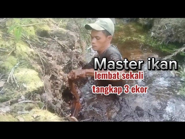 Raja ikan.menangkap ikan di musim kemarau dengan tangan kosong